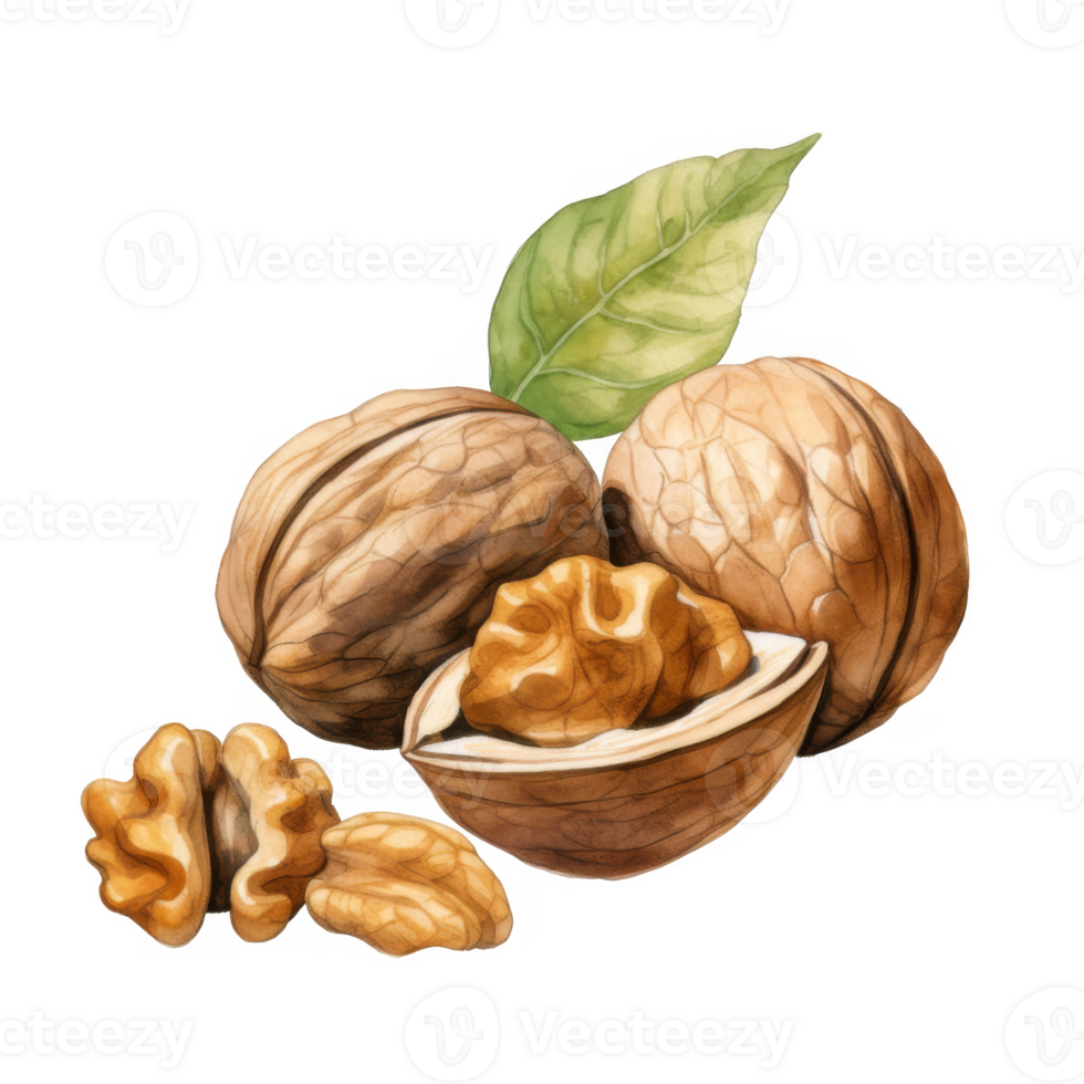 Watercolor painting of walnuts, shelled and unshelled, with a leaf. png