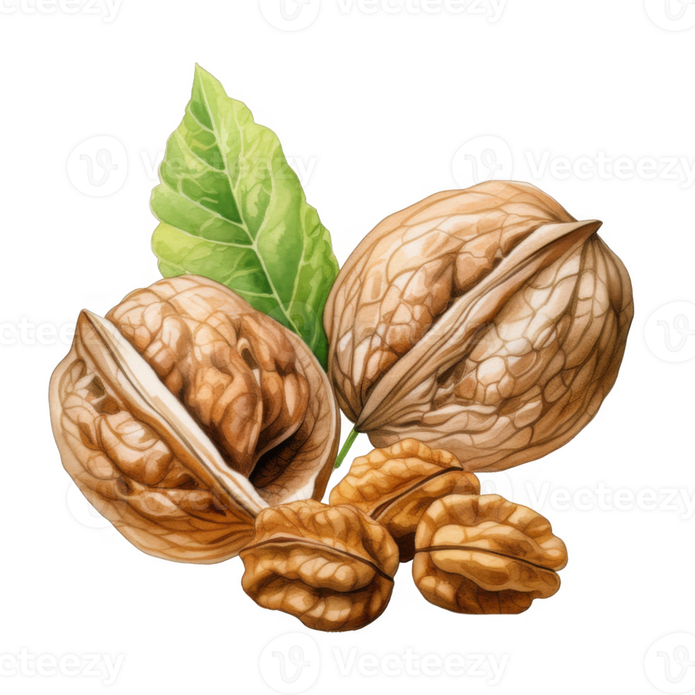 Walnuts with Shell and Kernels, Illustrated with Leaf png