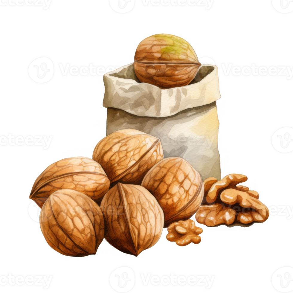 Watercolor Painting of Walnuts in a Burlap Sack, Showing Whole and Broken Nuts png