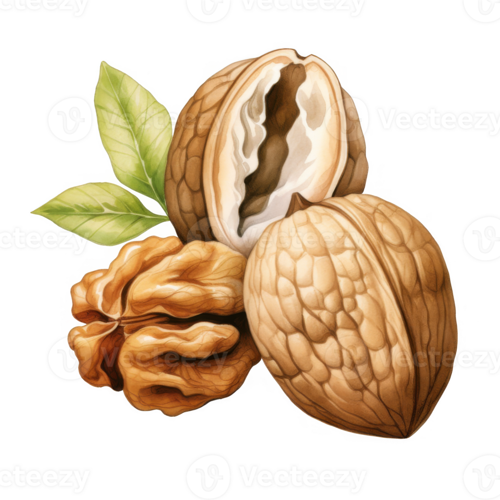 A trio of walnuts, one cracked open, with accompanying green leaves. png