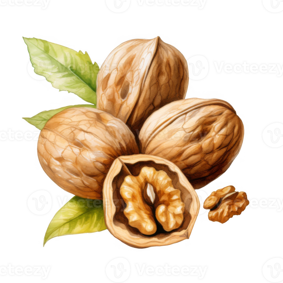 A cluster of walnuts in their shells, with leaves, one cracked open. png