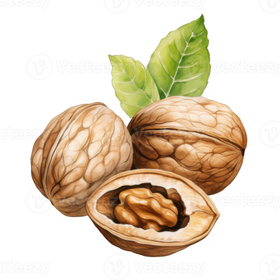 Watercolor illustration of walnuts, whole and shelled, with green leaves. png