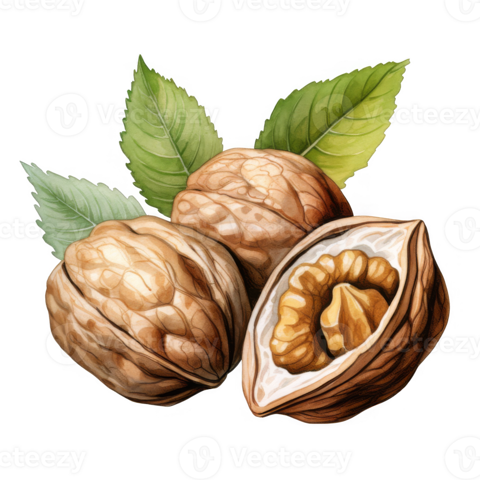 Three Walnuts with Green Leaves A Detailed Watercolor Illustration png