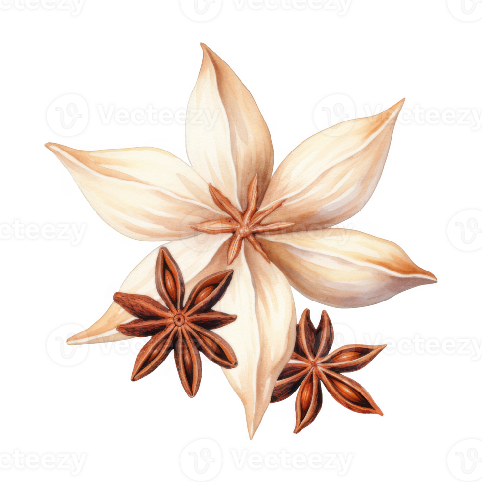 Watercolor painting of star anise pods and blossoms, a fragrant spice. png