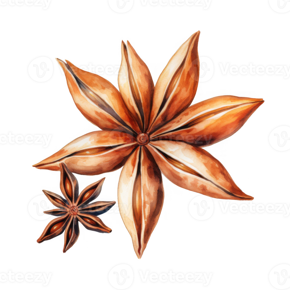 Watercolor painting of two star anise spices, one larger than the other. png