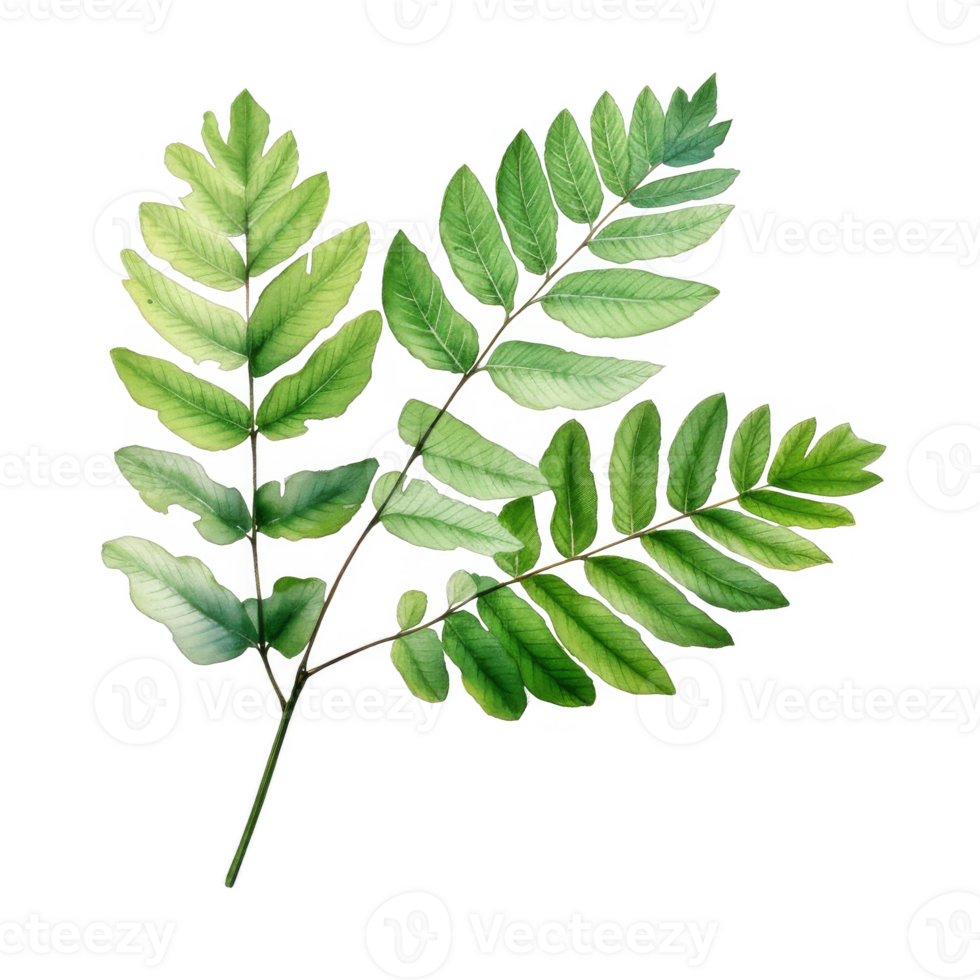 Vivid Green Sprig with Multiple Compound Leaves Isolated on Black Background png