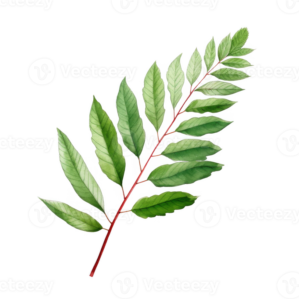 Vivid Watercolor Illustration of a Single Green Leaf Branch with Multiple Elongated Leaves png