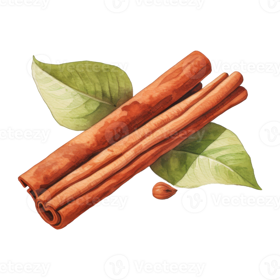 Watercolor painting of cinnamon sticks and seeds with green leaves. png