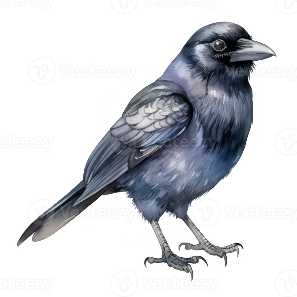 Watercolor Painting of a Jackdaw, a Small, Dark-Gray Bird png