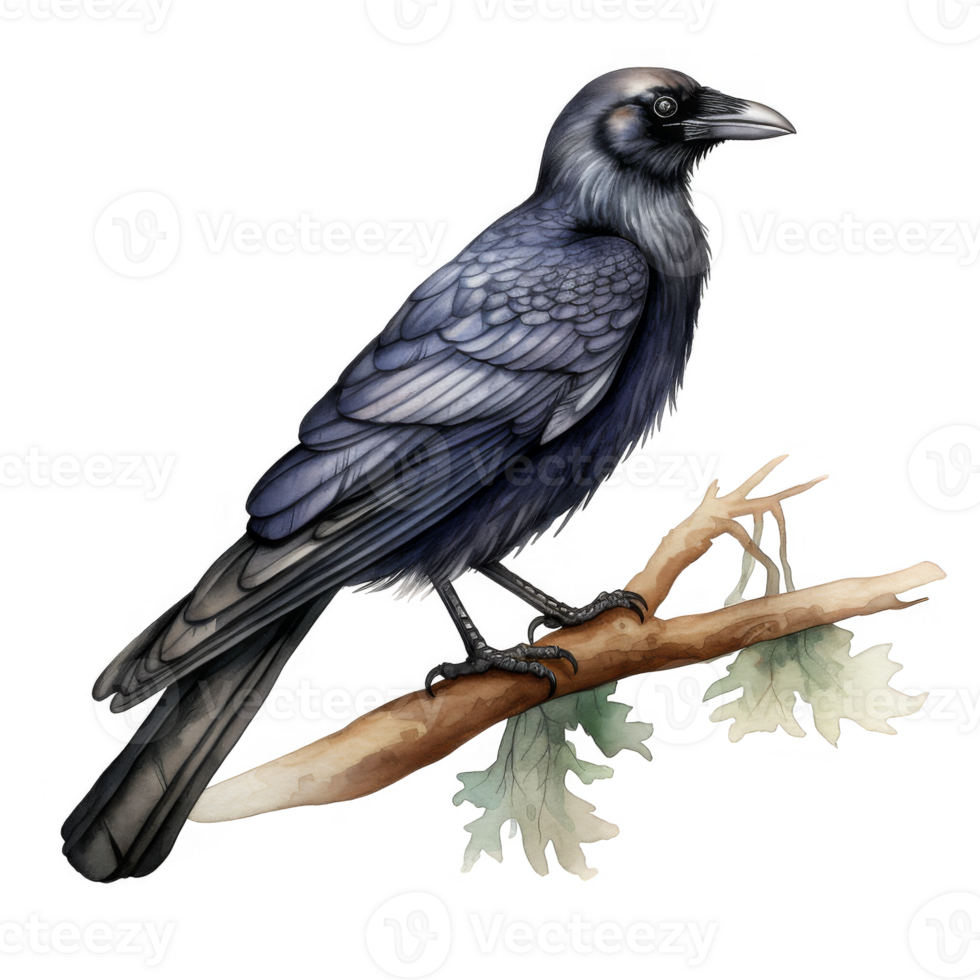 Dark-colored crow perched on a branch with leaves, detailed illustration. png