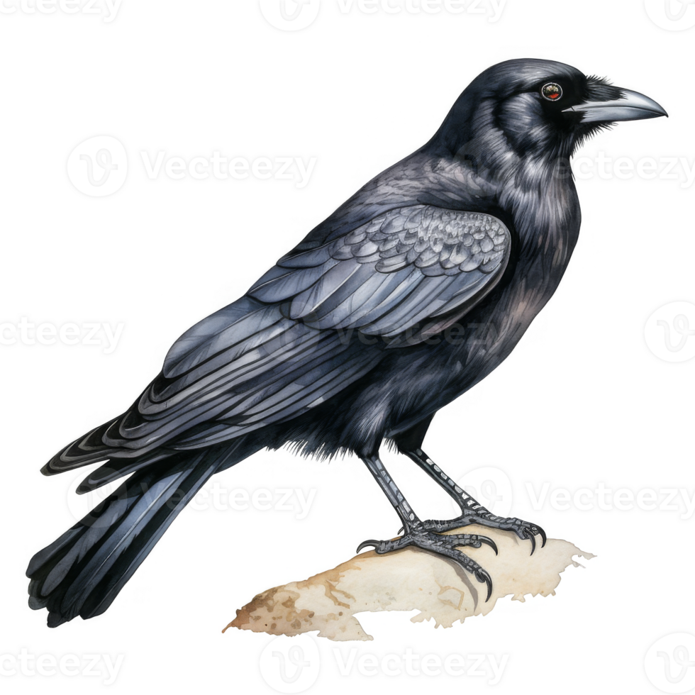 Detailed Watercolor Illustration of a Black Crow Perched on a Rock png