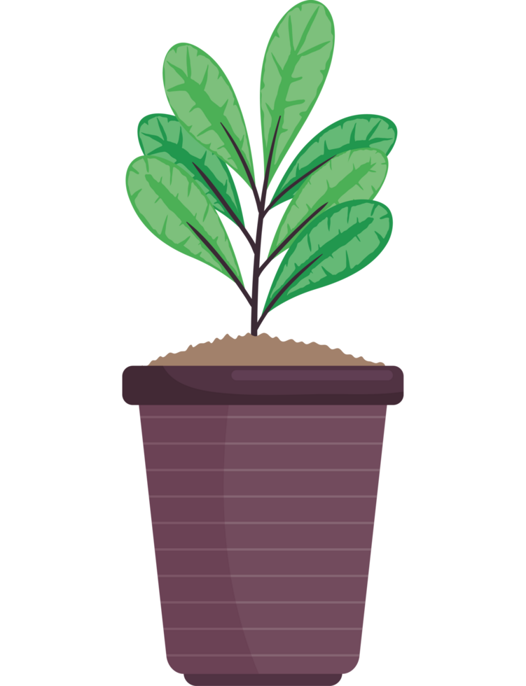 houseplant in brown pot png