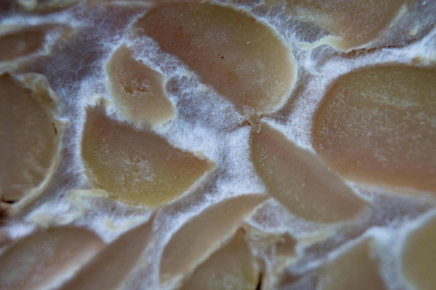 texture of tempeh slices photo