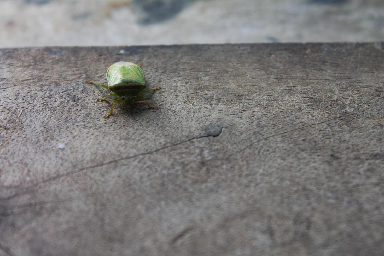 the ordo hemiptera or green bedbugs are often found in rice fields and are pests that destroy rice plants photo