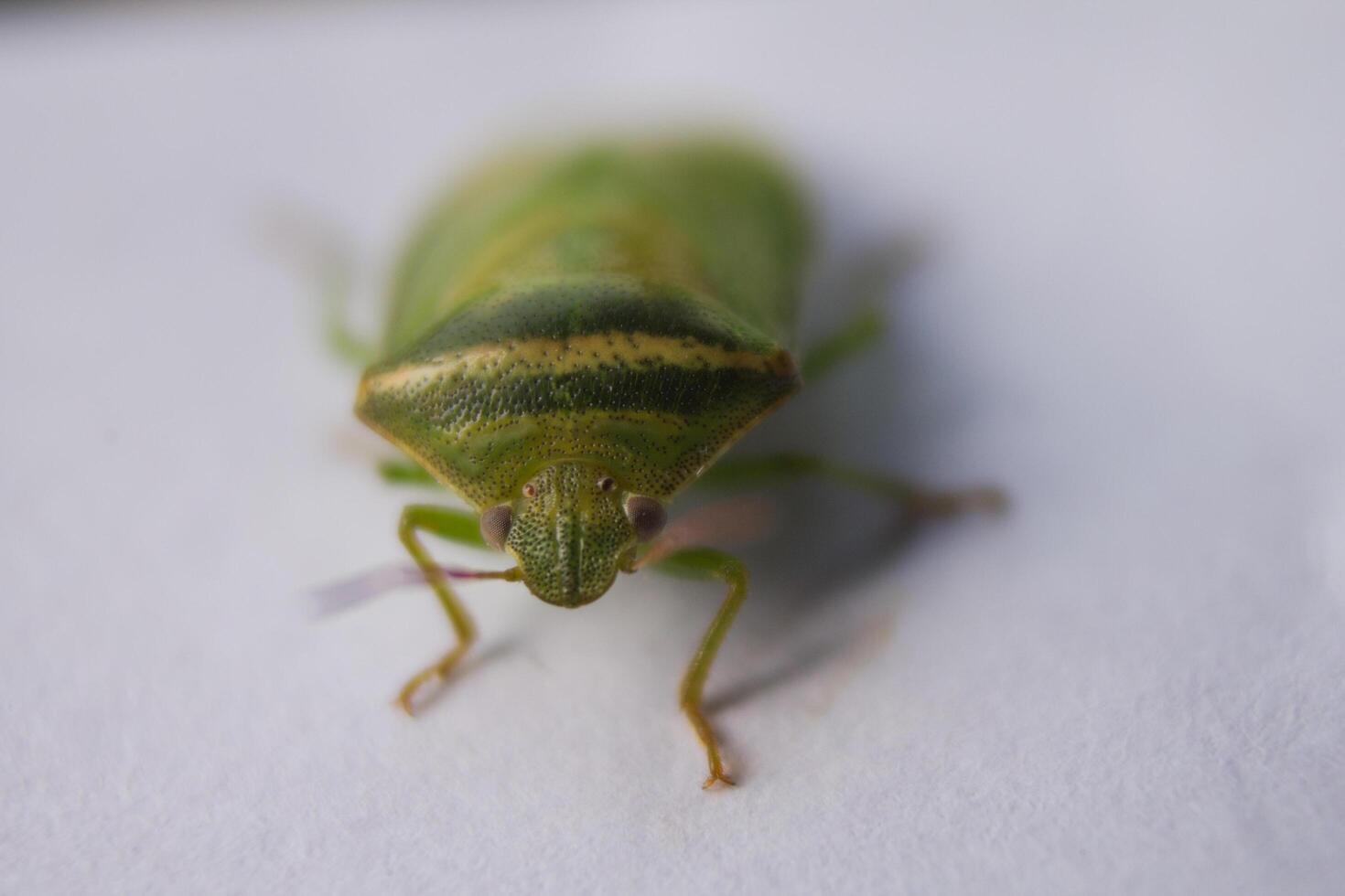 the ordo hemiptera or green bedbugs are often found in rice fields and are pests that destroy rice plants photo