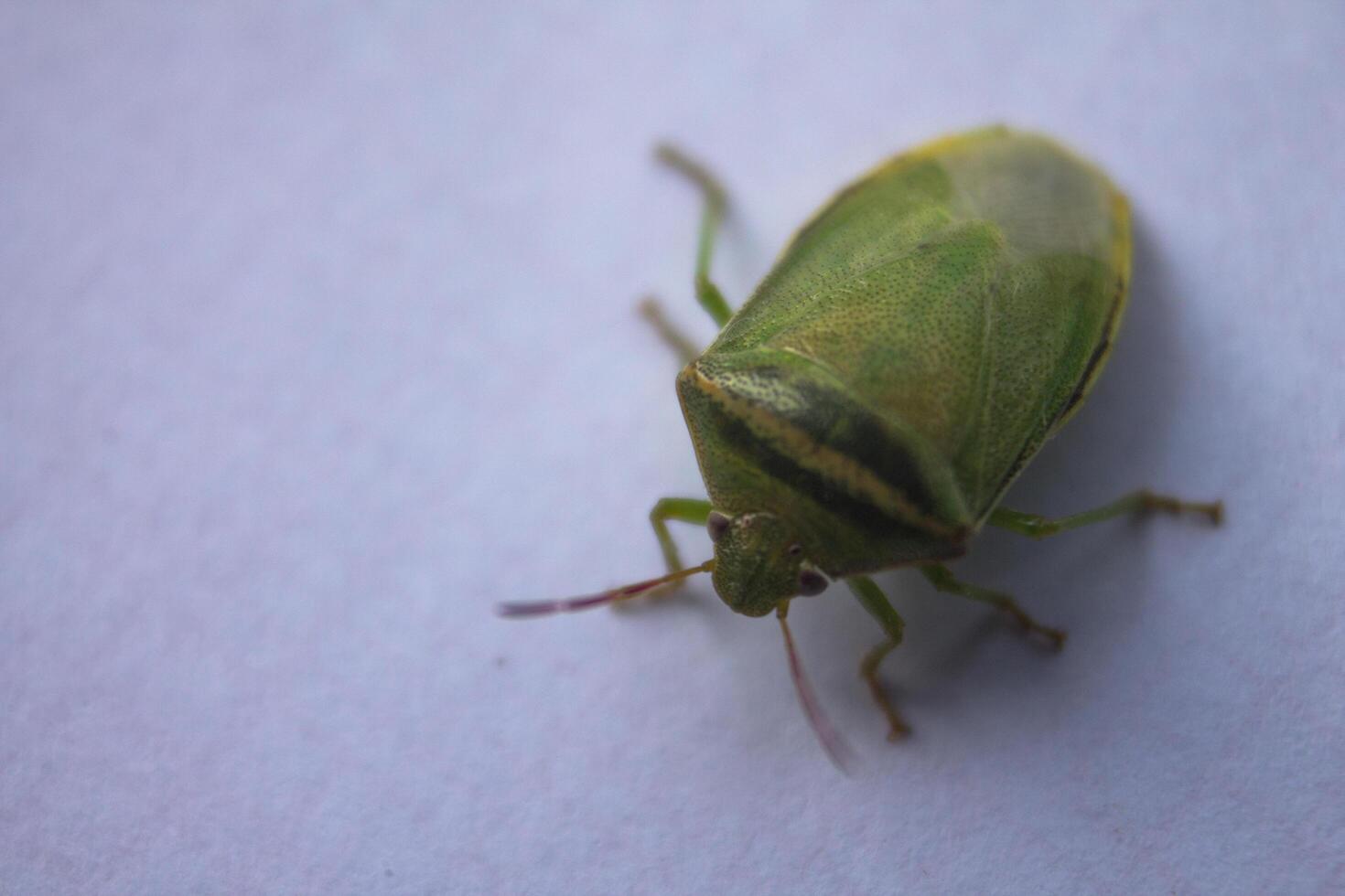 the ordo hemiptera or green bedbugs are often found in rice fields and are pests that destroy rice plants photo