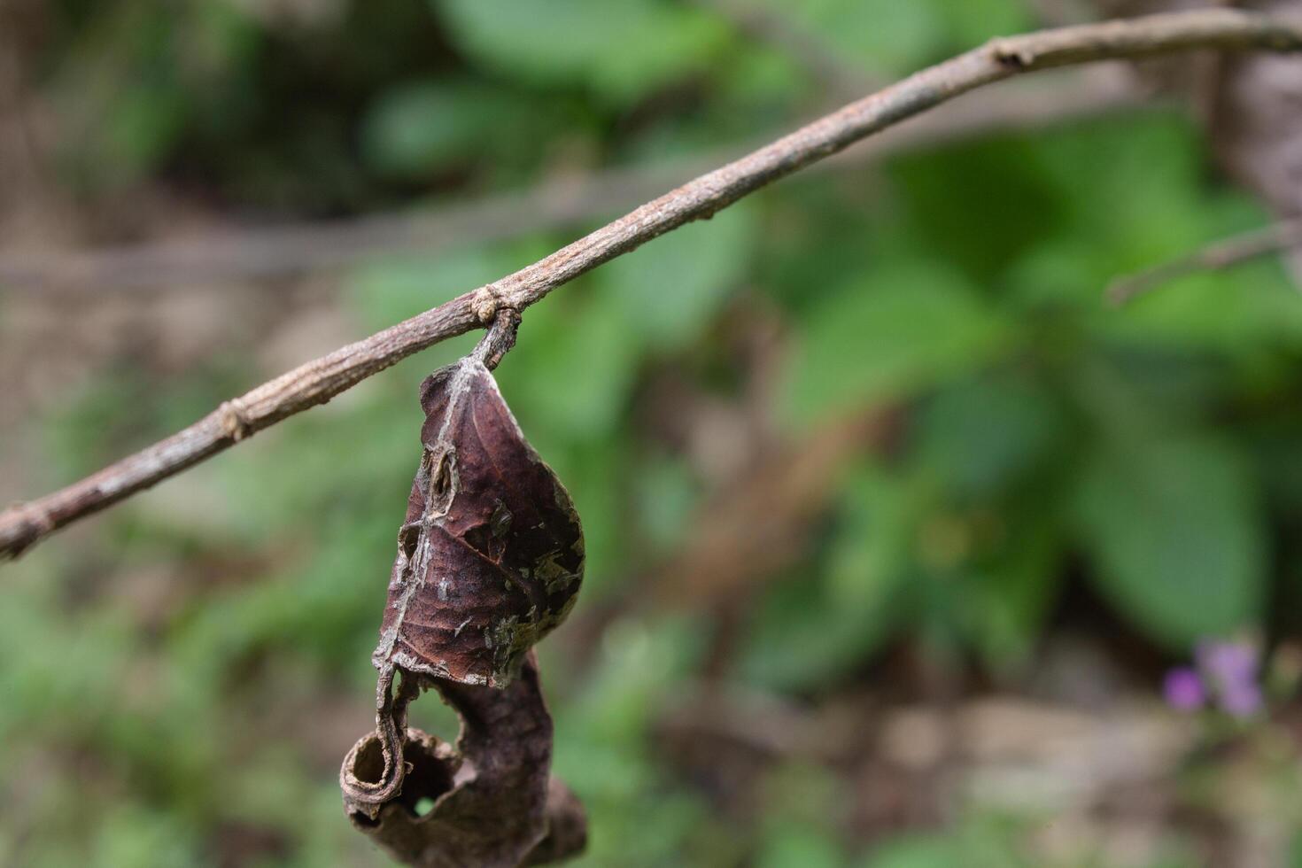 dry tree leaves and twigs photo