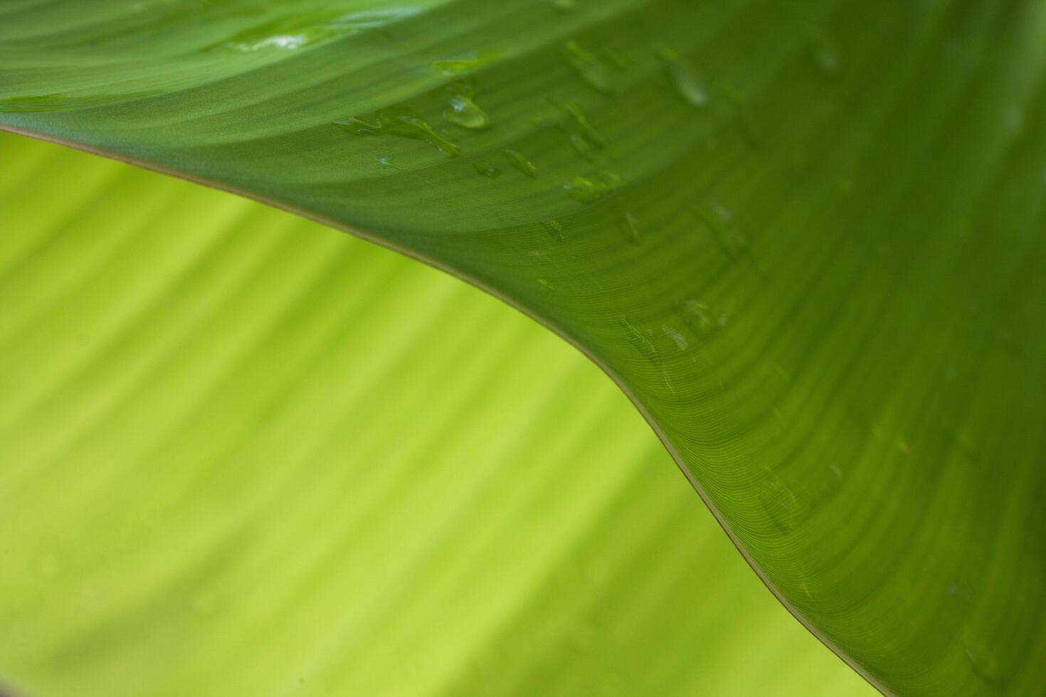 Banana leaf texture is good for banner design background photo