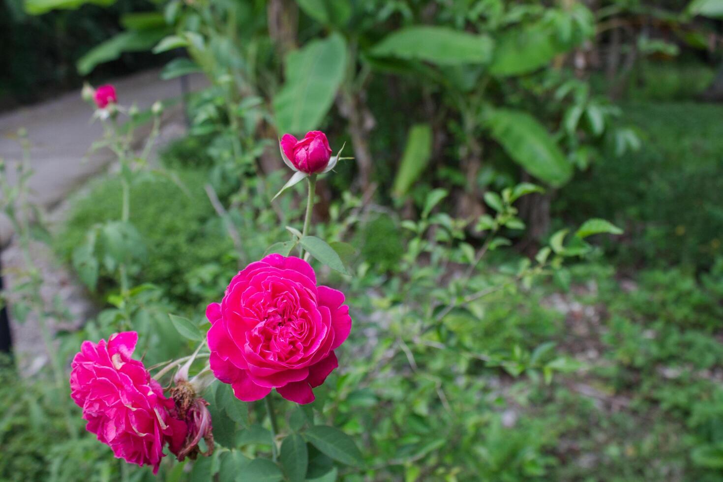 red roses bloom beautifully and blush photo