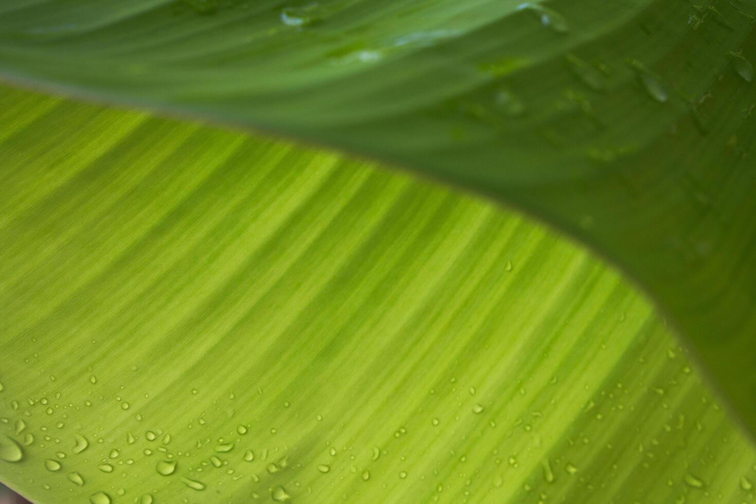 Banana leaf texture is good for banner design background photo