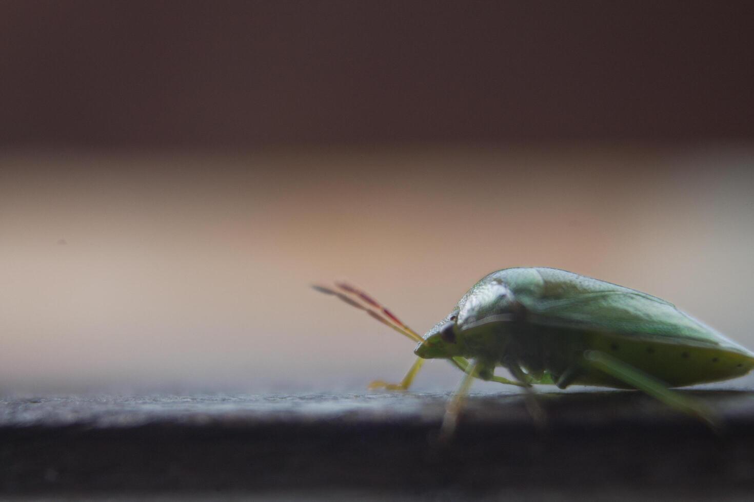 the ordo hemiptera or green bedbugs are often found in rice fields and are pests that destroy rice plants photo