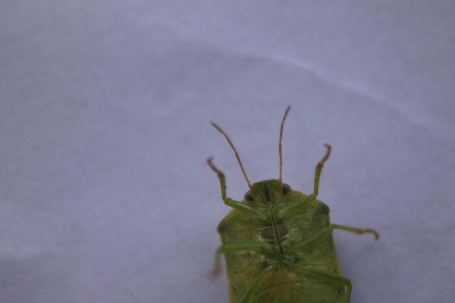 the ordo hemiptera or green bedbugs are often found in rice fields and are pests that destroy rice plants photo