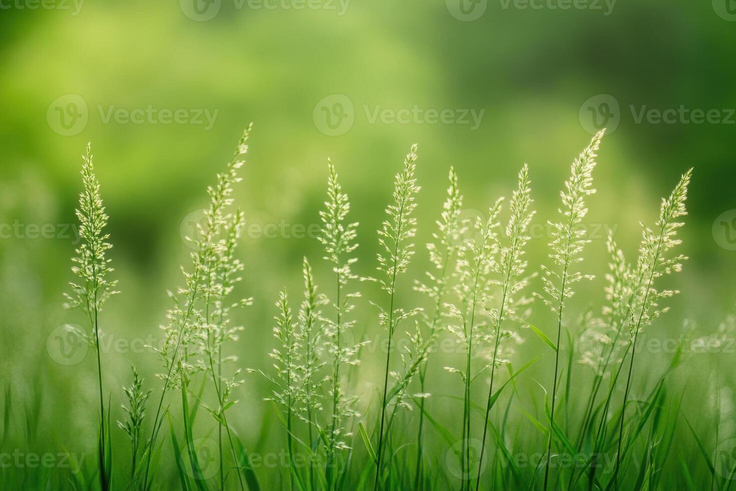 Green grass in the field with a blurry background photo