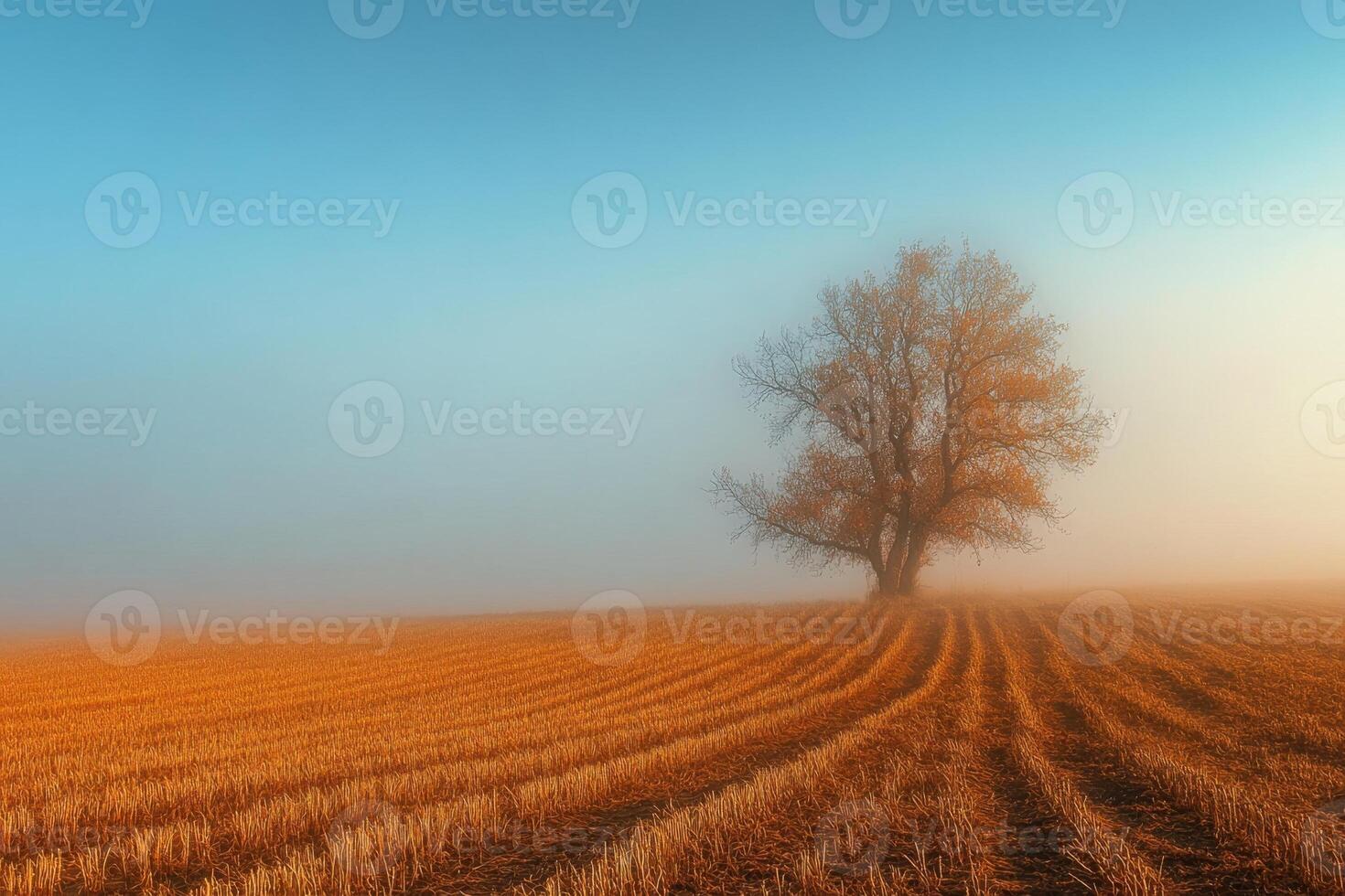 A lone tree stands in a field of golden wheat, with mist rising in the background. photo