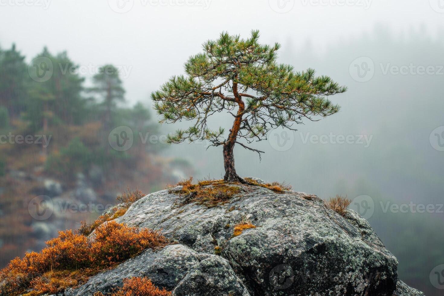 A single pine tree stands tall on a rocky outcrop in a misty forest. photo