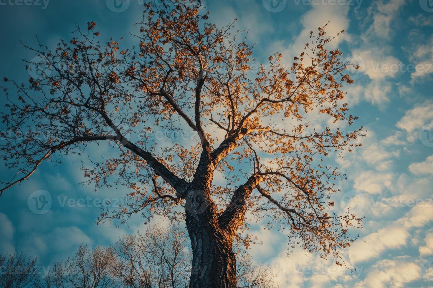 A tall tree with yellow leaves against a blue sky with white clouds. photo