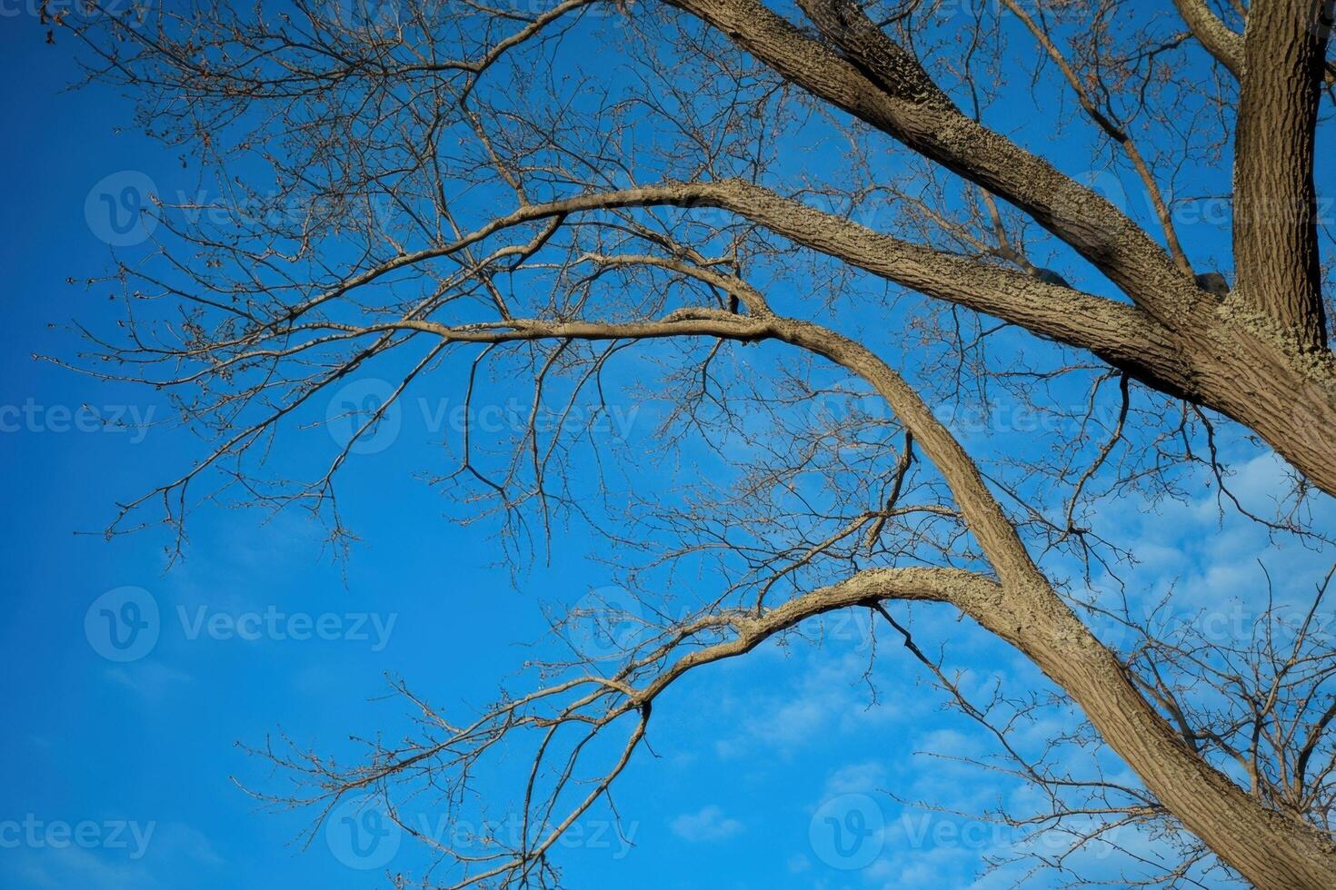 Bare branches of a tree reach towards a bright blue sky. photo