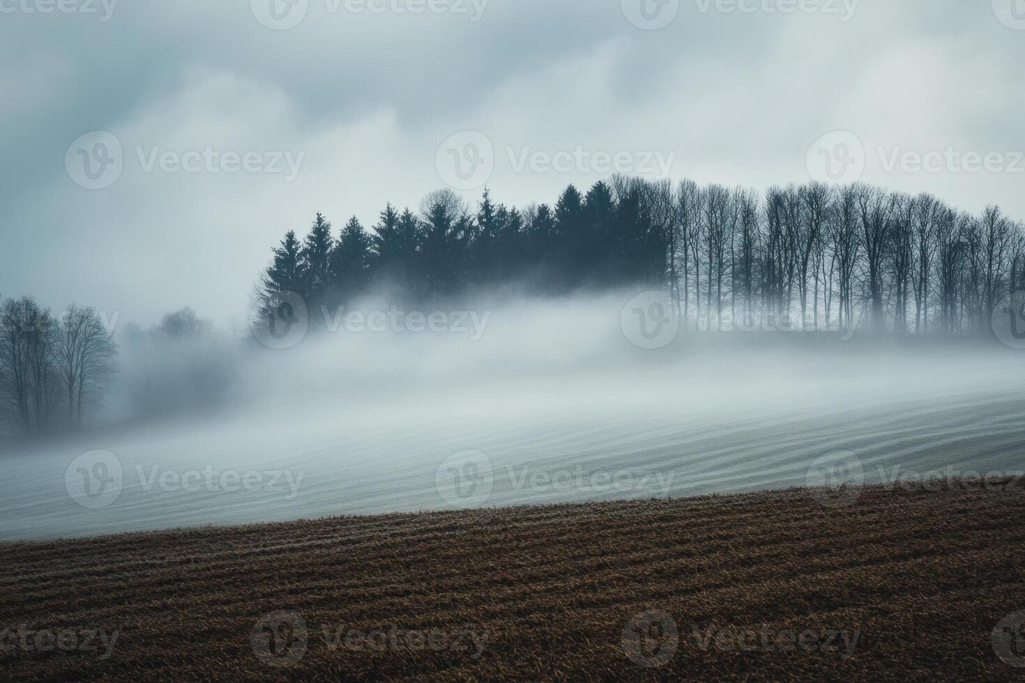Foggy field with a line of trees. photo