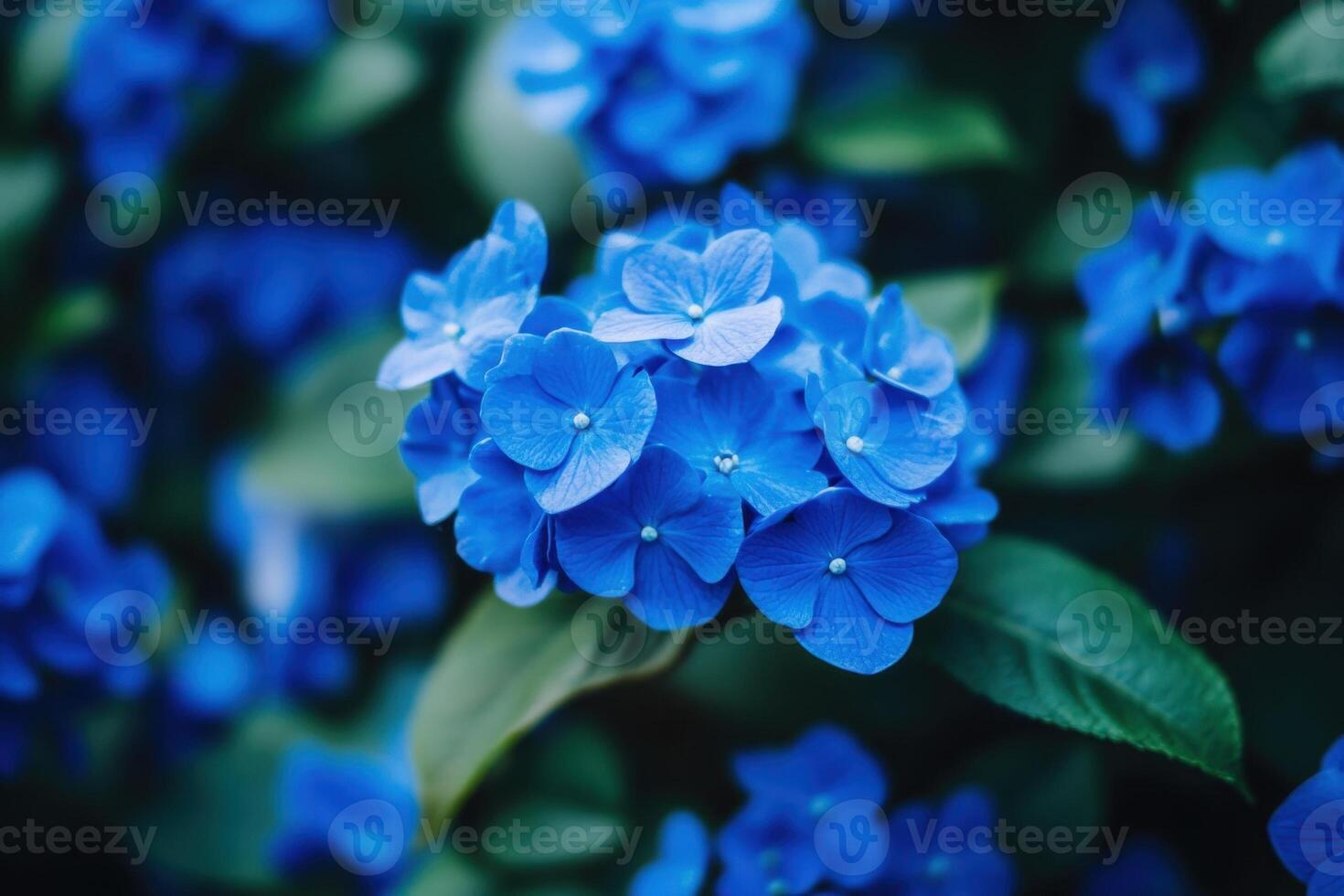 Close-up of vibrant blue hydrangea flowers with green leaves. photo