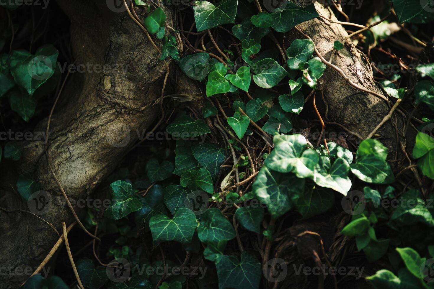 Lush green ivy growing over tree roots in a forest. photo