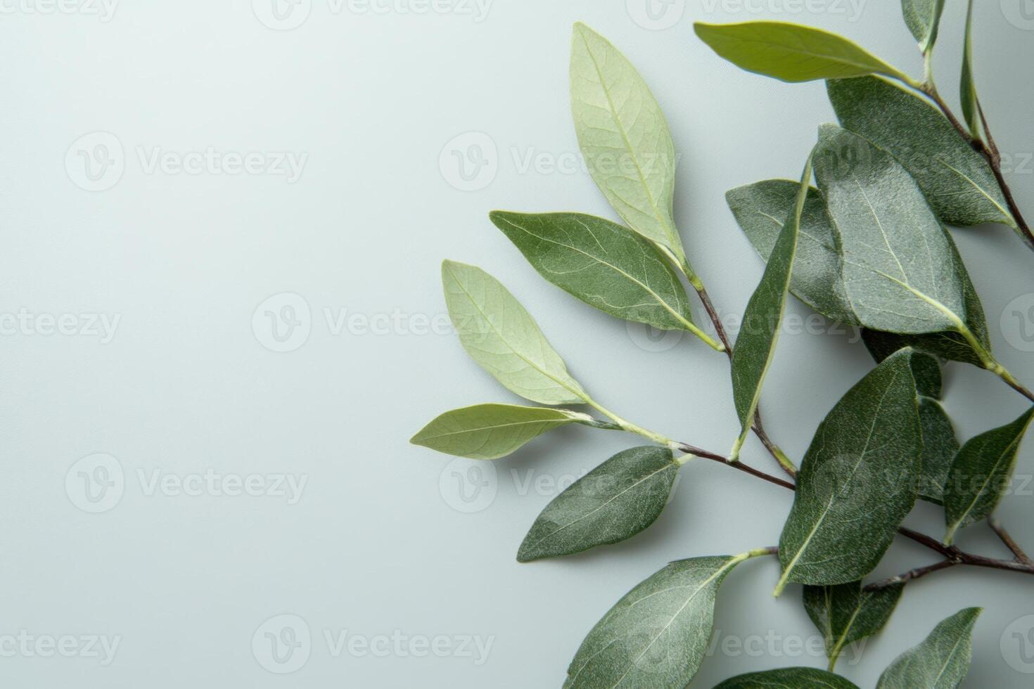 Green leaves on a grey background with copy space. photo