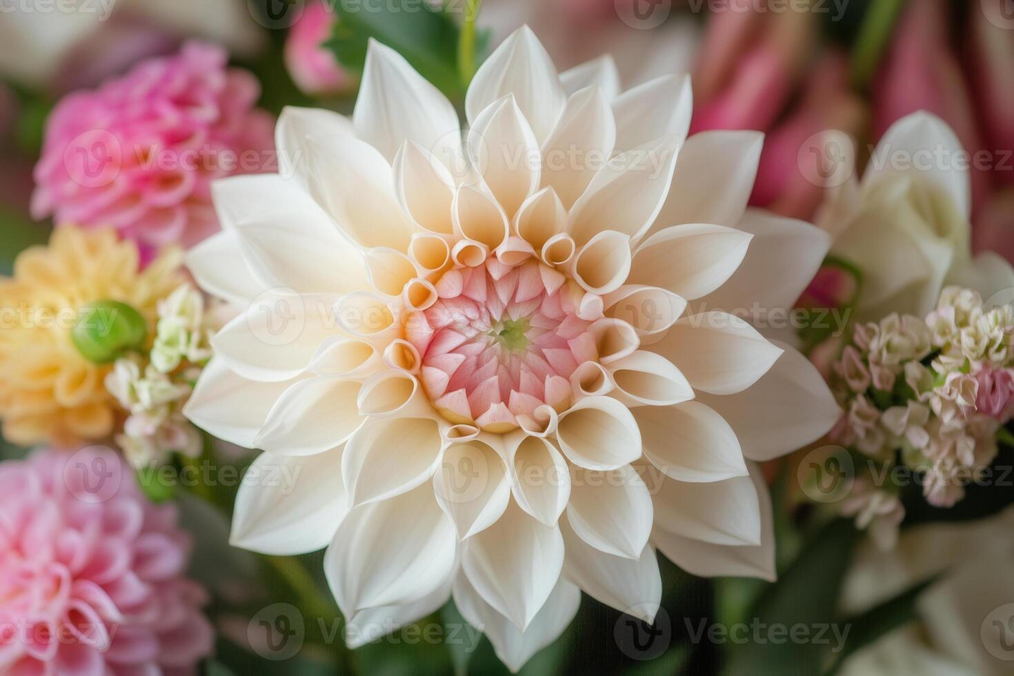 A close-up of a beautiful white dahlia. photo
