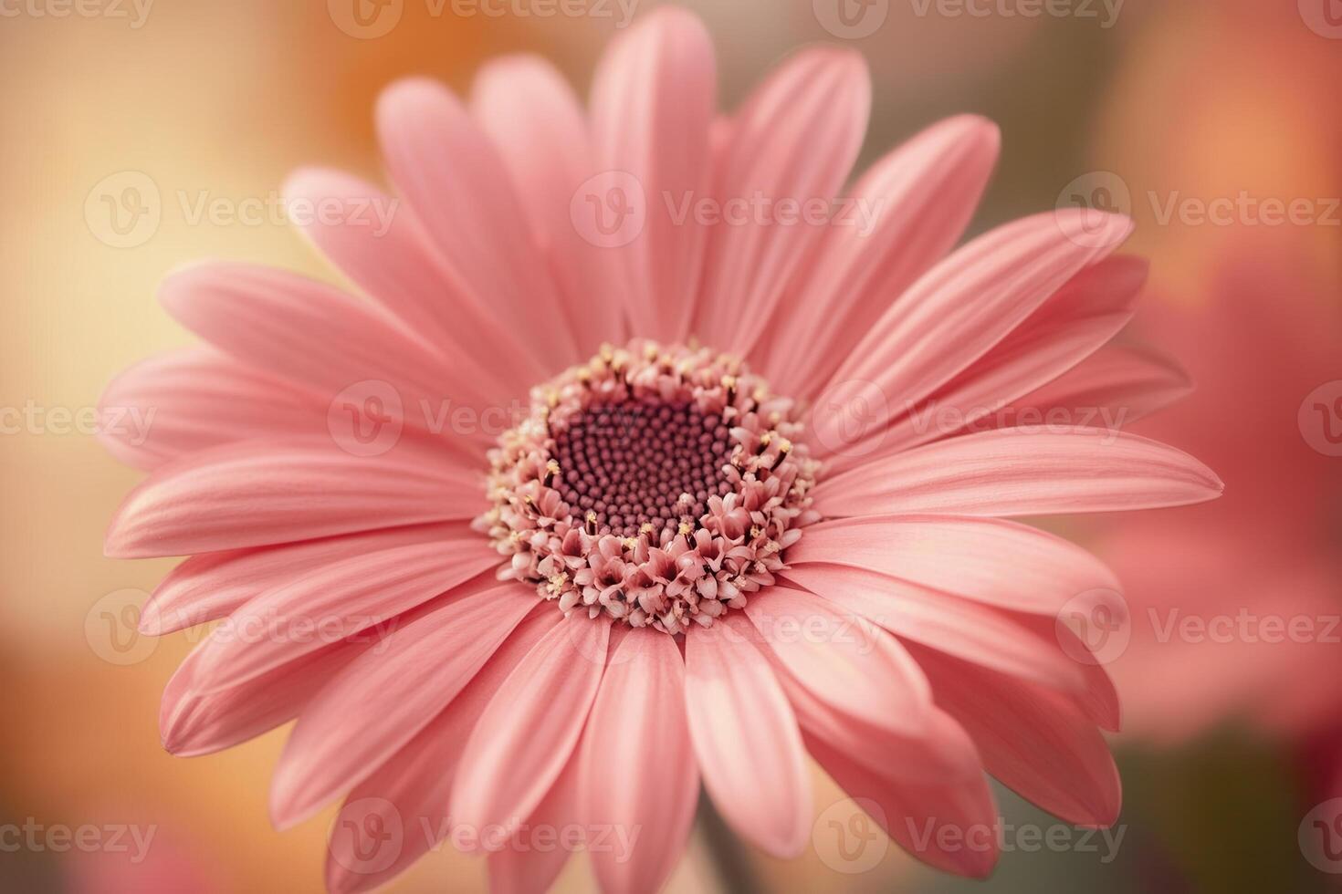 Close-up of a delicate pink gerbera daisy with a blurred background. photo