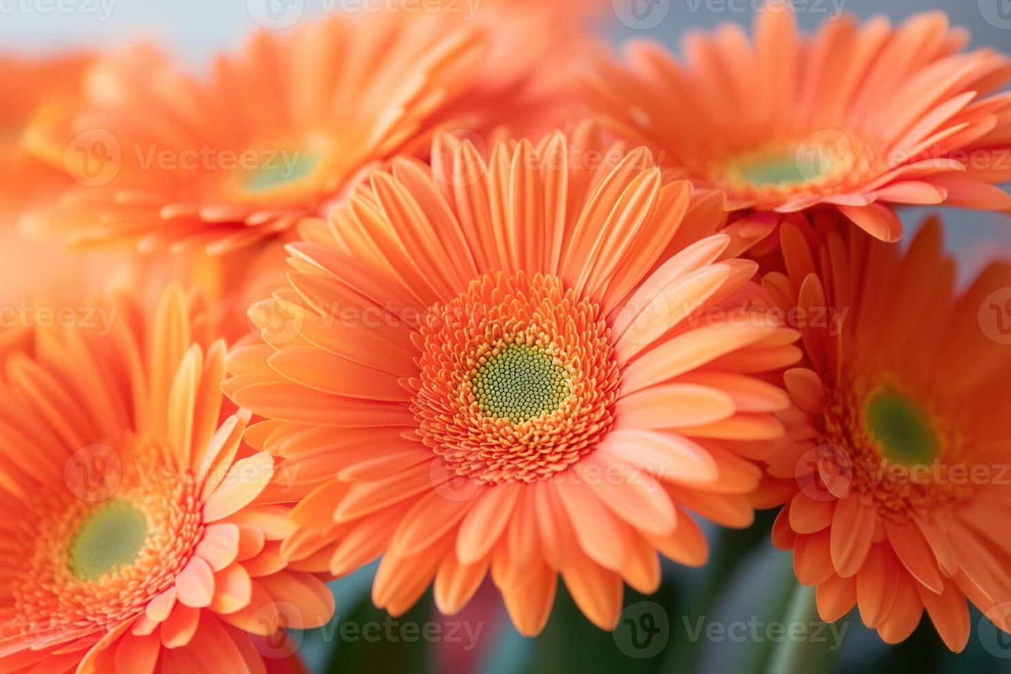 Close up of a bouquet of orange gerbera daisies. photo