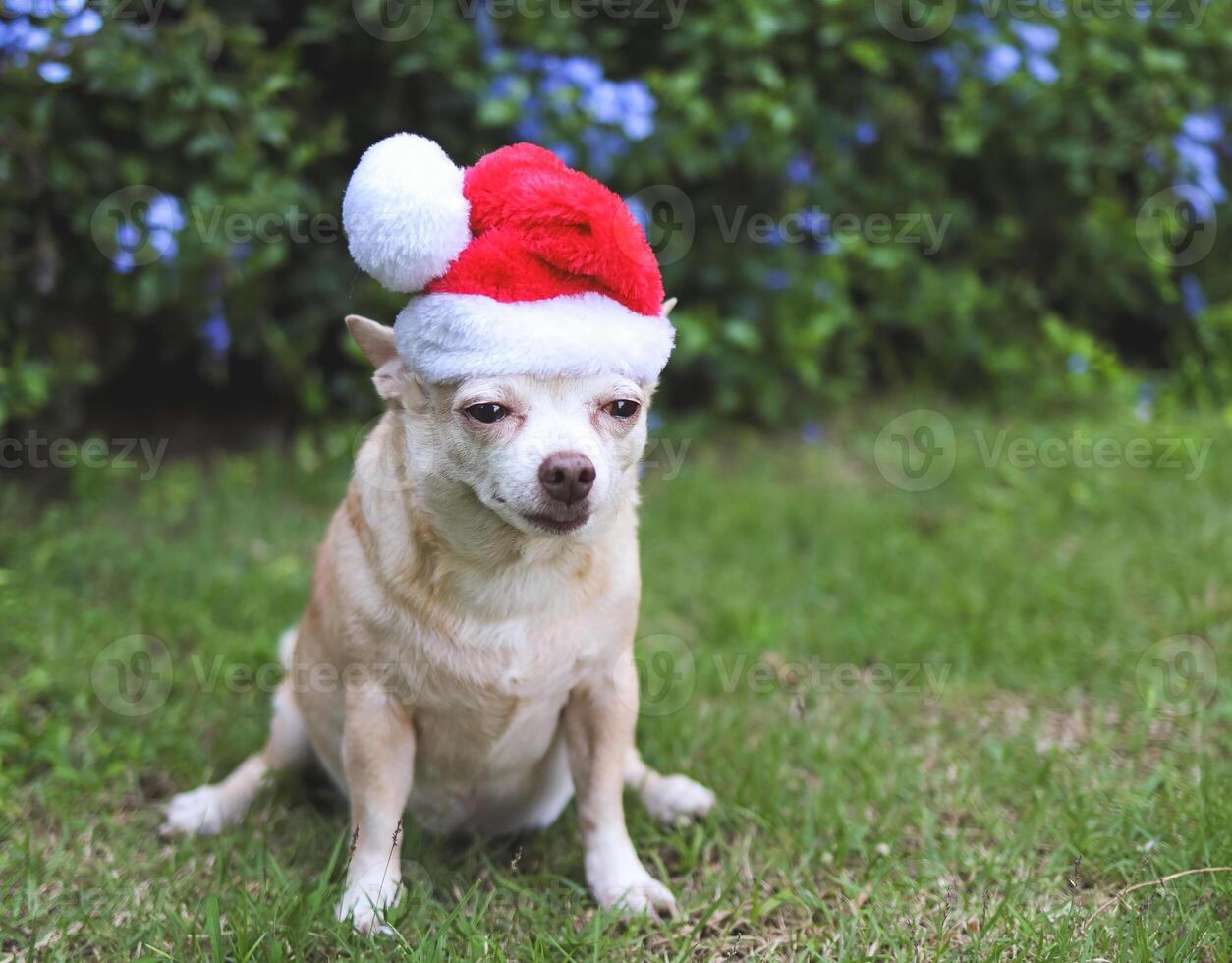 brown short hair Chihuahua dog wearing Santa Claus hat sitting on green grass in the garden with purple flowers background, copy space, Christmas and New year celebration. photo
