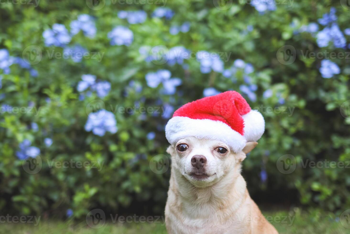 brown short hair Chihuahua dog wearing Santa Claus hat sitting on green grass in the garden with purple flowers background, copy space, Christmas and New year celebration. photo