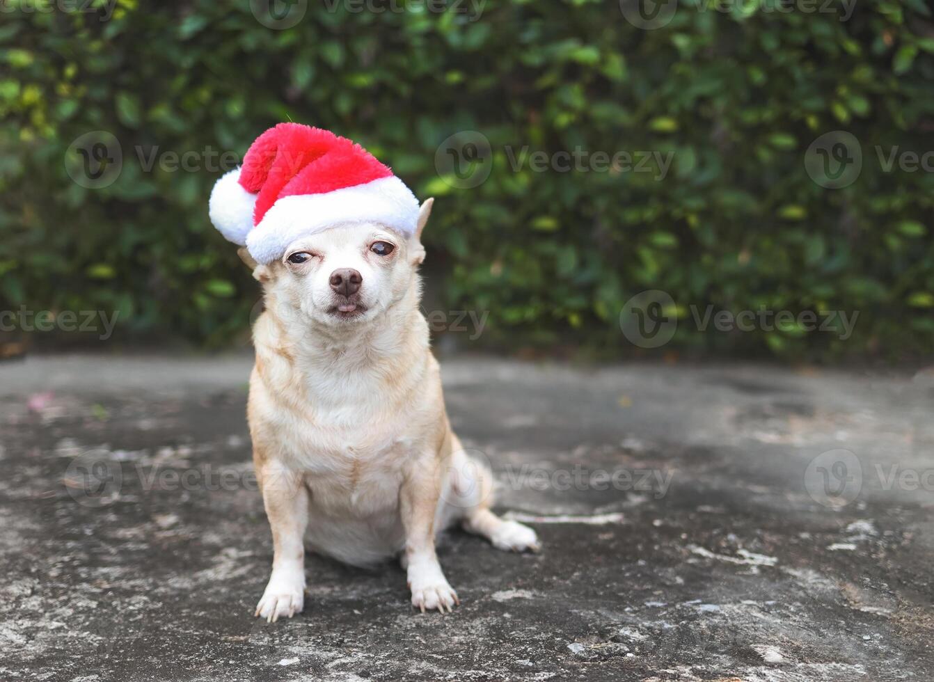 brown short hair Chihuahua dog wearing Santa Claus hat sitting on cement floor in the garden. Christmas and New year celebration. photo