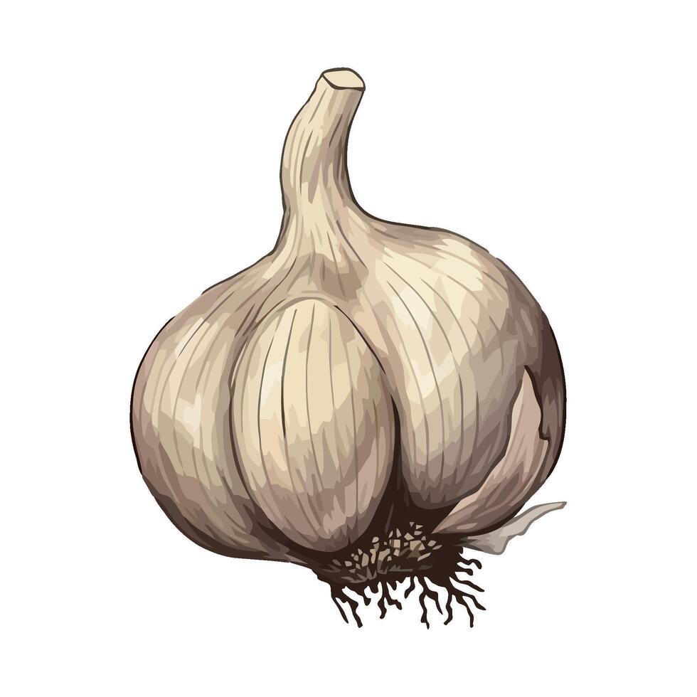 Fresh organic garlic, a healthy vegetarian ingredient icon isolated vector