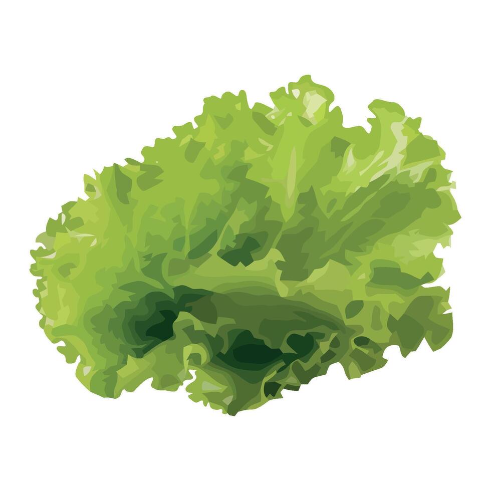 Fresh organic lettuce green leaf vegetables icon isolated vector