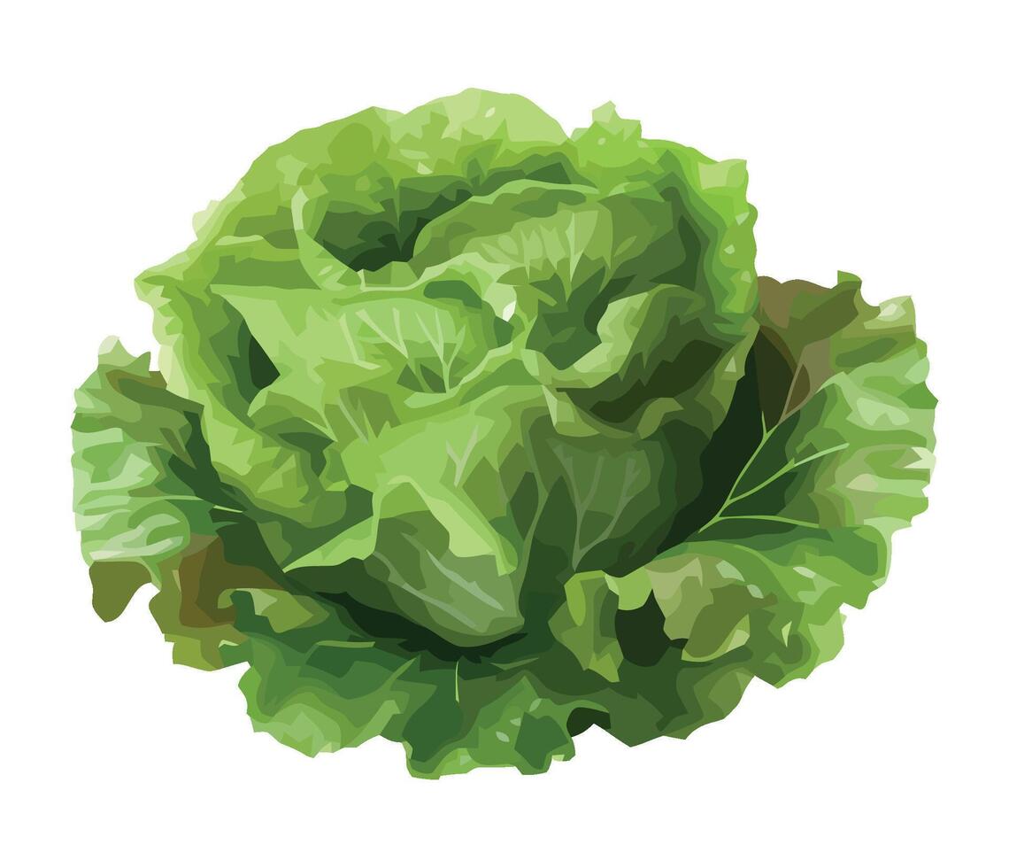 Healthy eating symbolized by fresh vegetable lettuce icon isolated vector
