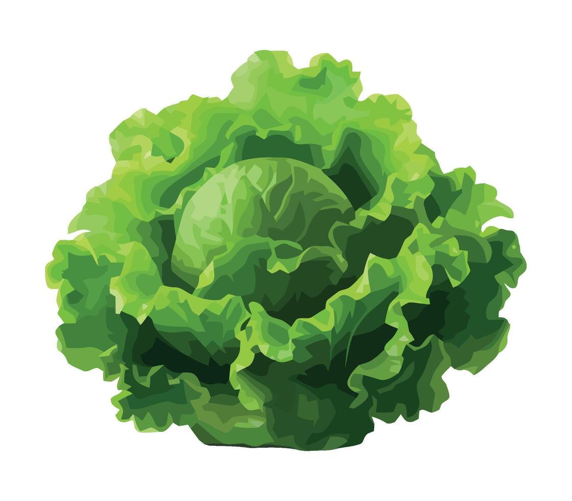Healthy eating Fresh lettuce organic vegetables icon isolated vector
