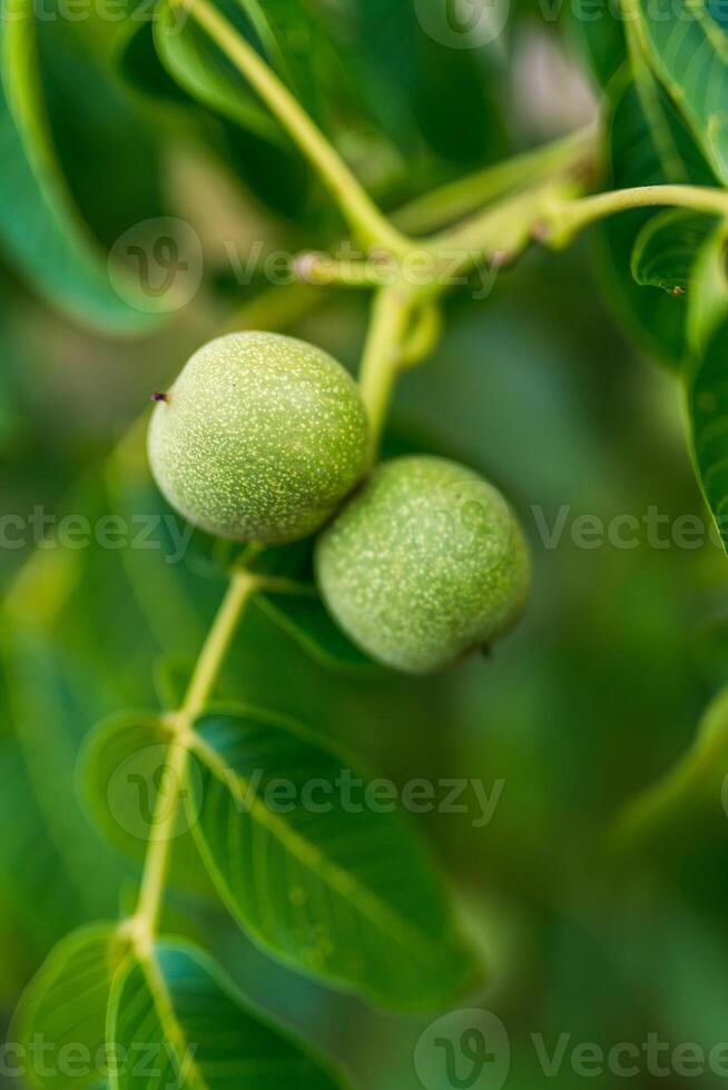 Green nuts on a tree with leaves. Fresh summer branch of groeing nuts. photo
