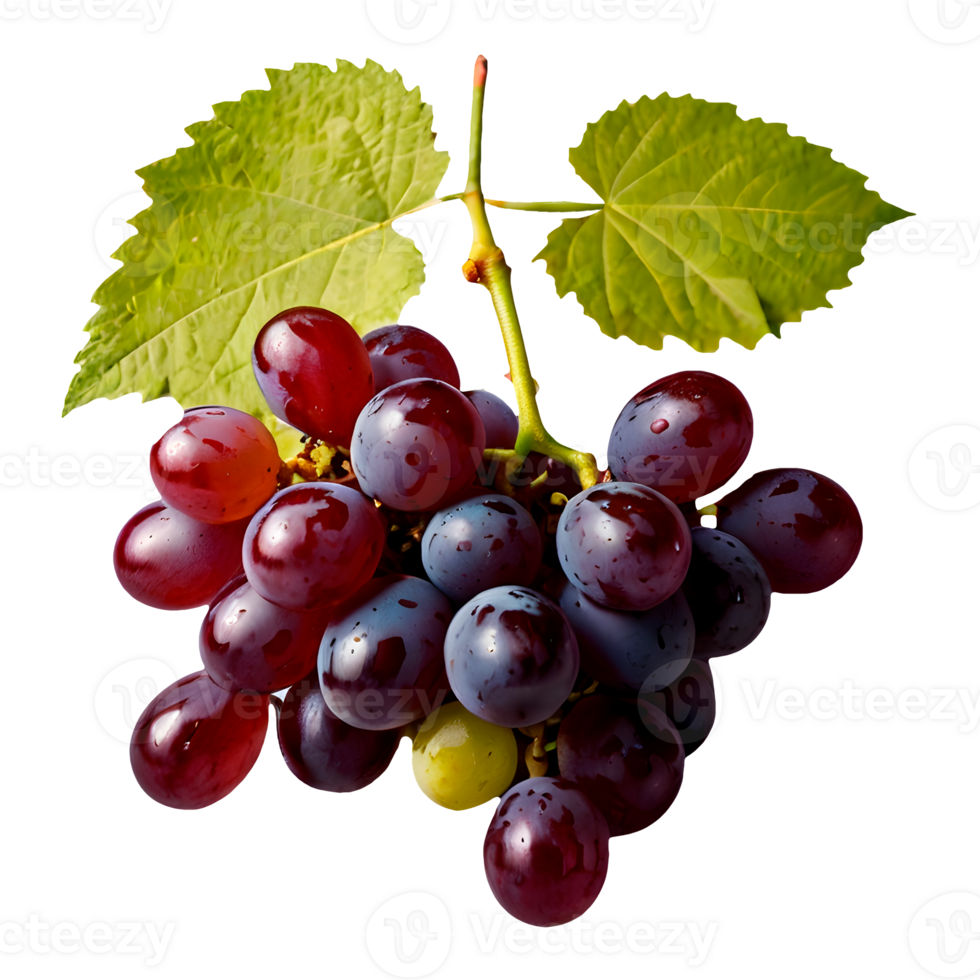 Isolated Red Grape Branch with Transparent Background png