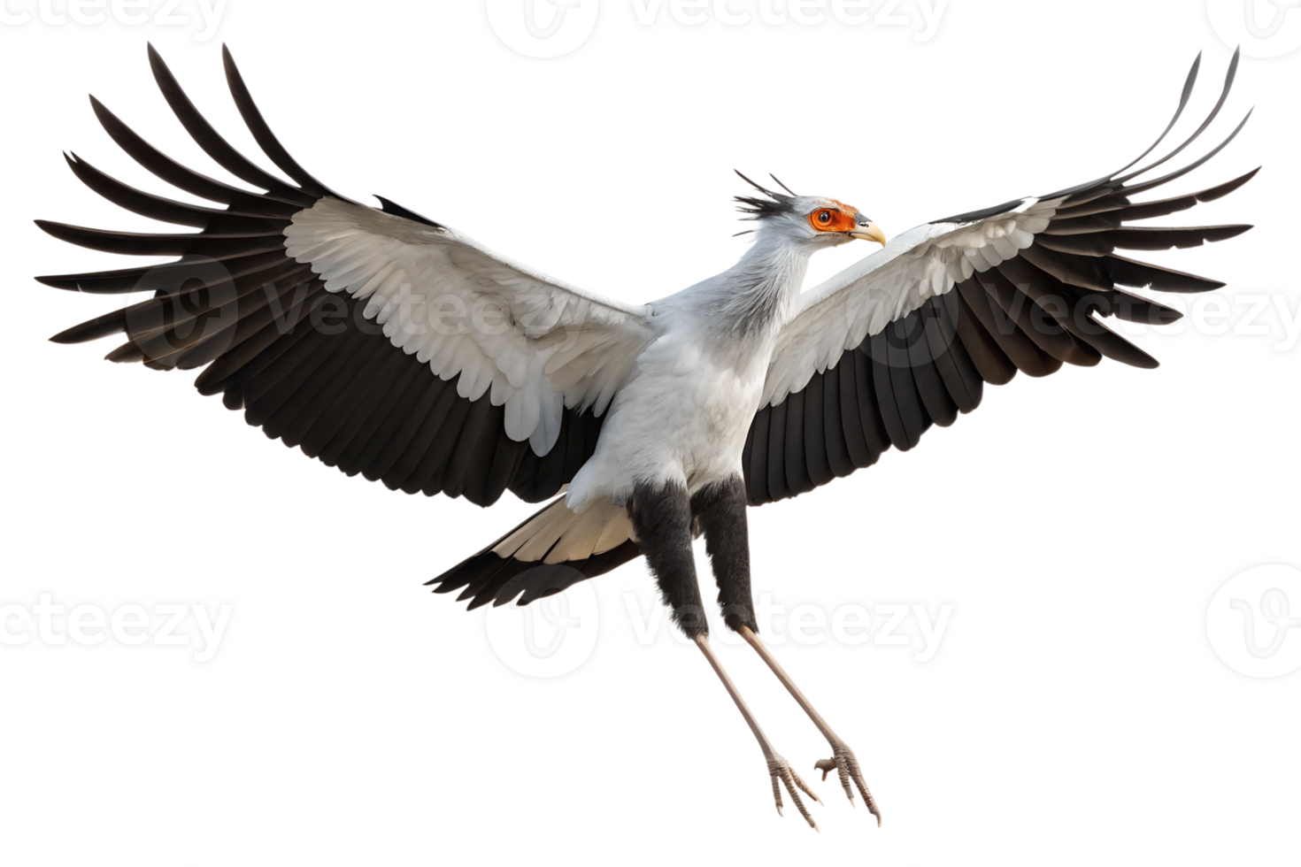 Front view, Secretary Bird is spreading its wings and flying isolated on a transparent background png