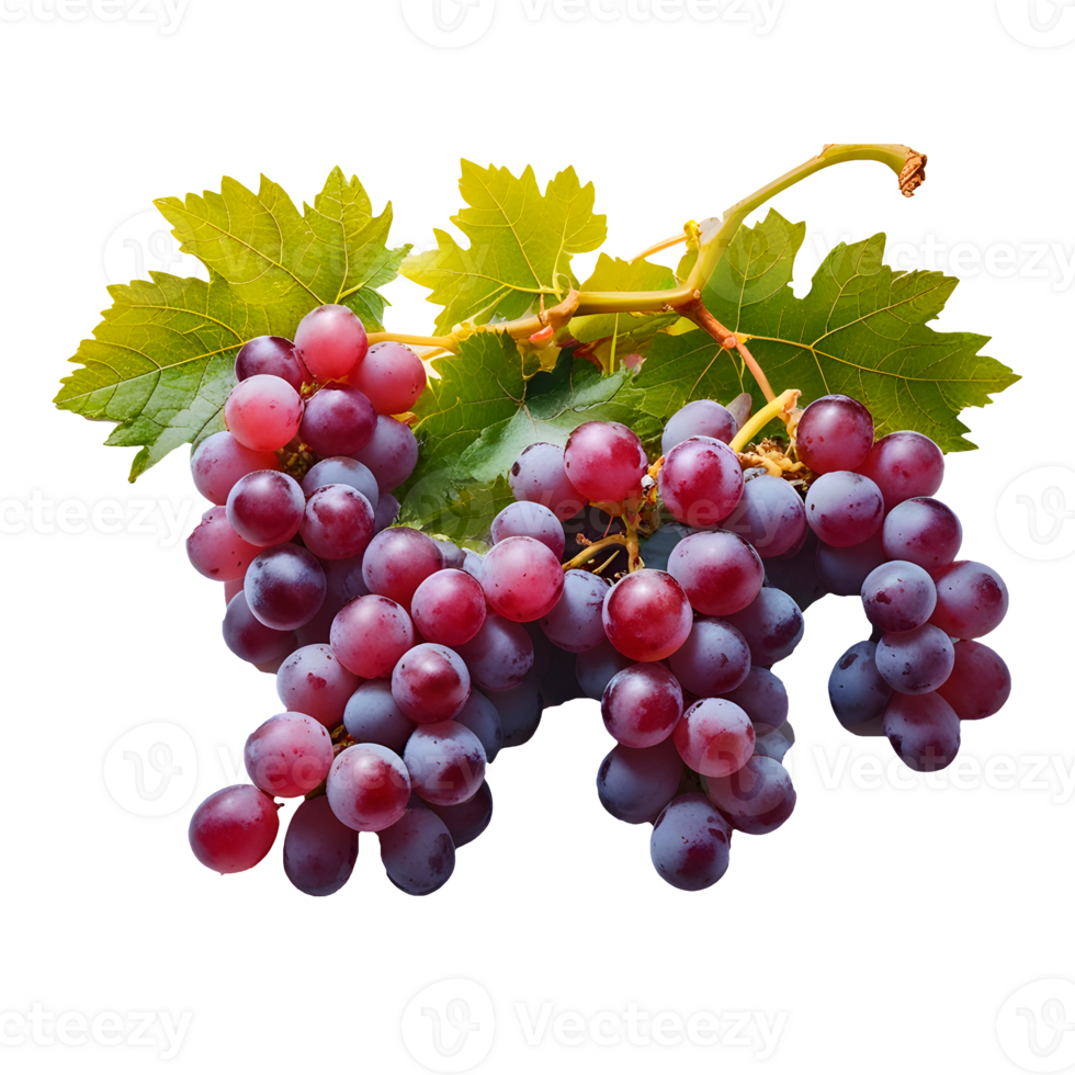 Red Grapes on Vine with No Background for Mockup png