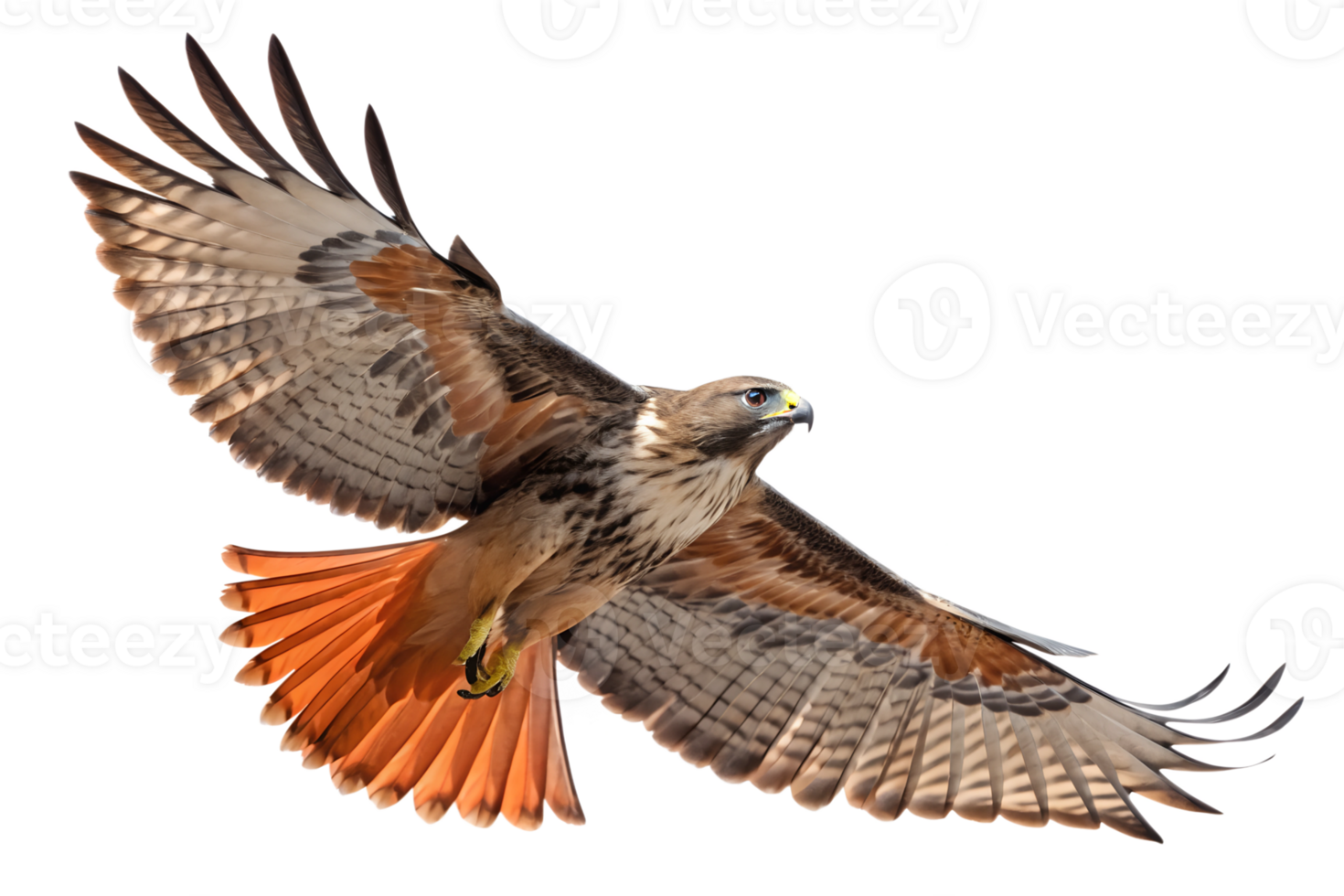 Front view, Red-tailed Hawk is spreading its wings and flying isolated on a transparent background png